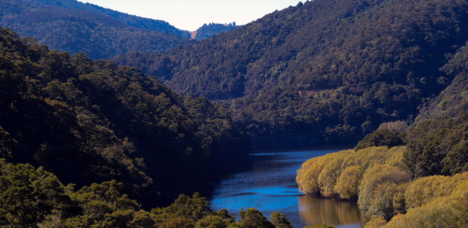 dunedin mediation services